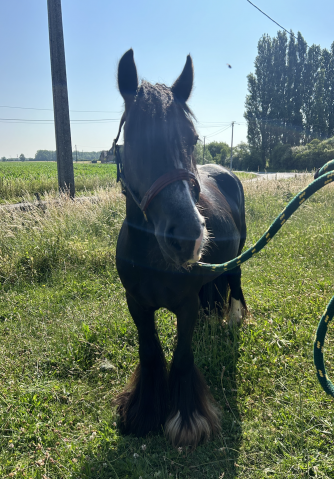 Cavalla Altre Razze di Pony In vendita 2020 Nero
