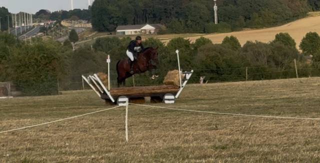 Castrone BWP Cavallo da Sangue Belgio In vendita 2020 Baio ,  Quatoon de muze