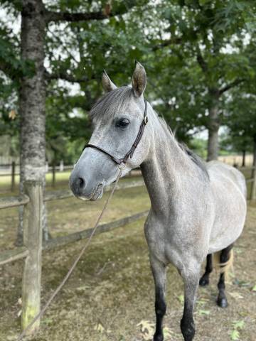 Cavalla Origine Non Constatata In vendita 2019 Grigio