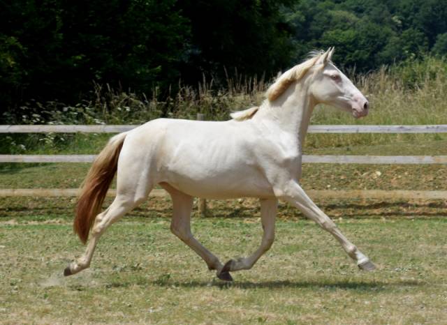 Puledra PRE Andaluso In vendita 2023 Crema ,  Rionegro