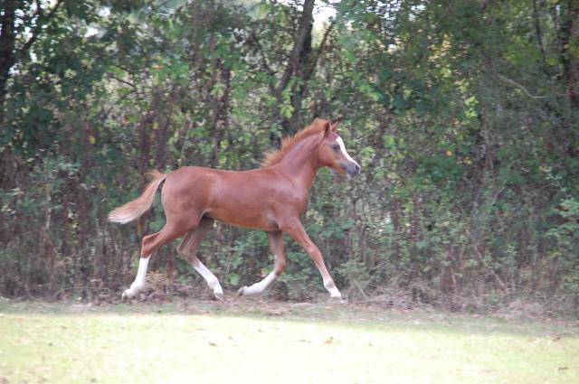 Puledra Welsh Poney (Sezione A) In vendita 2025 Sauro ,  LUCKY CHARM CHERY