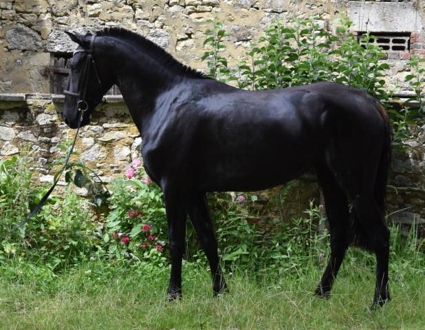 Cavalla PRE Andaluso In vendita 2020 Nero