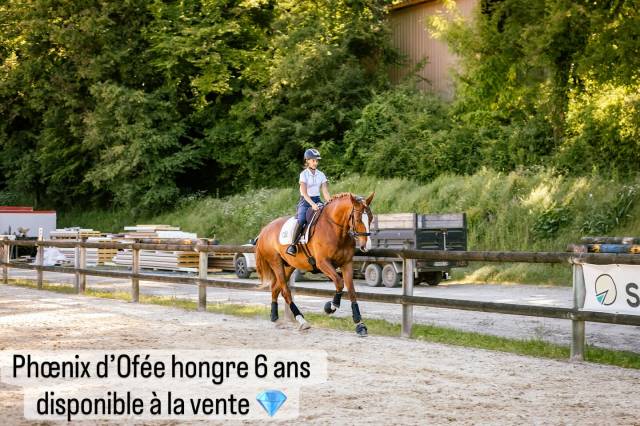 Castrone Lusitano In vendita 2019 Sauro ,  EROS 