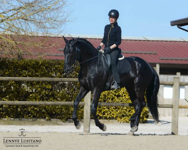 Stallone Lusitano In vendita 2017 Nero