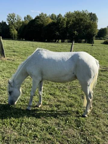 Cavalla Welsh Part Bred In vendita 2008 Bianco