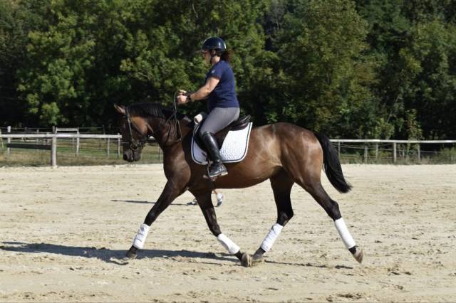 Castrone Cavallo da Sport Swizzero In vendita 2021 Baio ,  MORRICONE