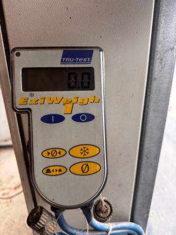  Horse Gym 2000 Occasione