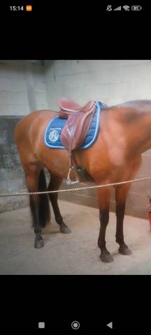 Sella da dressage WOW  18" - 2021
