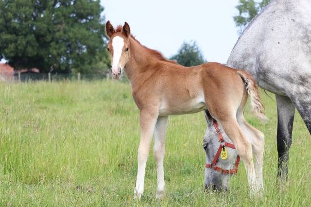 Puledro PFS Pony Francese da Sella In vendita 2025 Isabella ,  King Kong star d'été