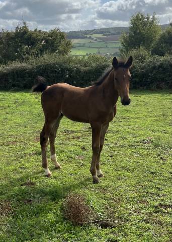 Puledro Sella Francese In vendita 2025 Baio