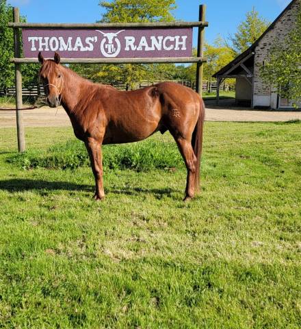 Castrone Quarter Horse In vendita 2021 Sauro ,  AR ROCK STAR (5711564)
