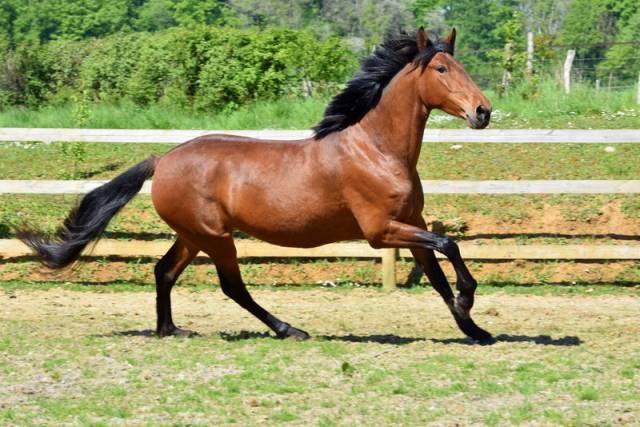 Cavalla PRE Andaluso In vendita 2020 Baio ,  Ermitano Ch