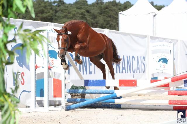 Intero PFS Pony Francese da Sella In vendita 2023 Sauro brulé