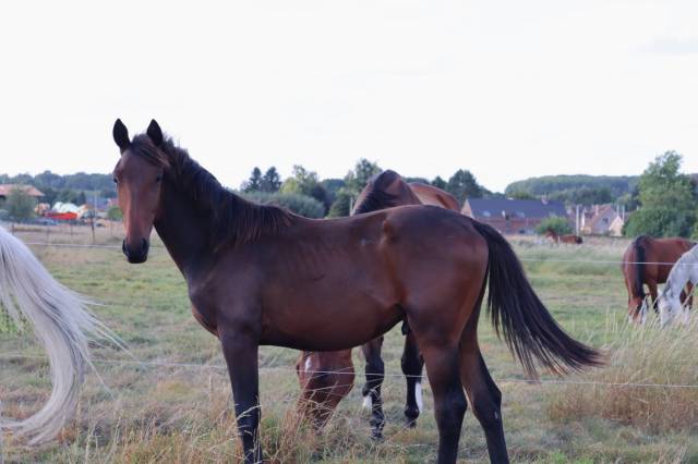Puledro BWP Cavallo da Sangue Belgio In vendita 2024 Baio ,  Forever d’Arco Ter Linden