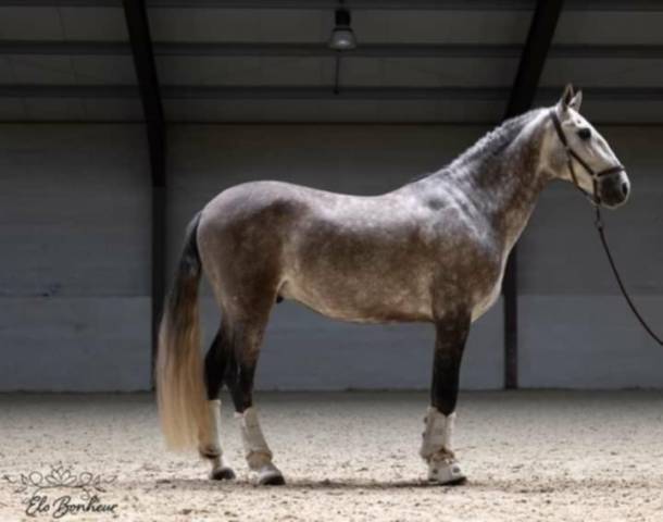 Castrone PRE Andaluso In vendita 2018 Grigio