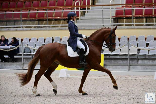 Cavalla Hanovrien In vendita 2011 Sauro