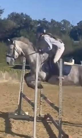 Sella mista Norton  17" - 2020