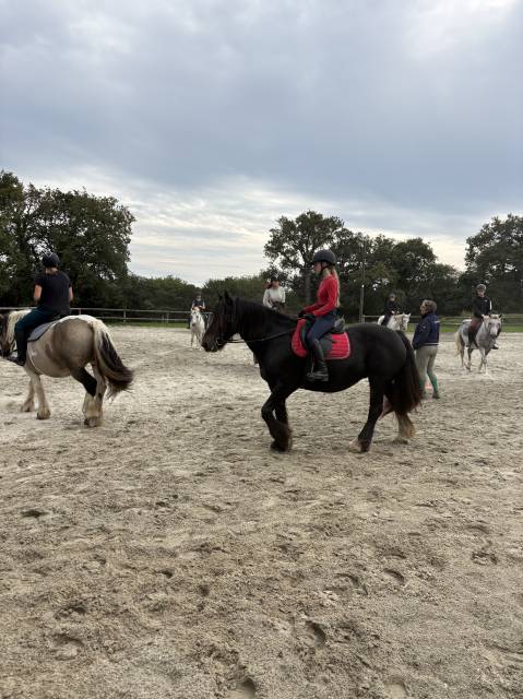 Sella mista Norton  17" - 2020