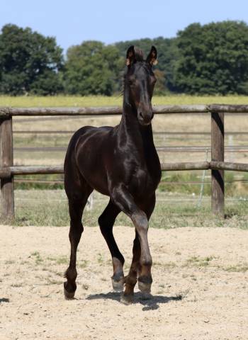 Puledra Frisone In vendita 2025 Nero ,  Kees 531  Stb Sport AAA