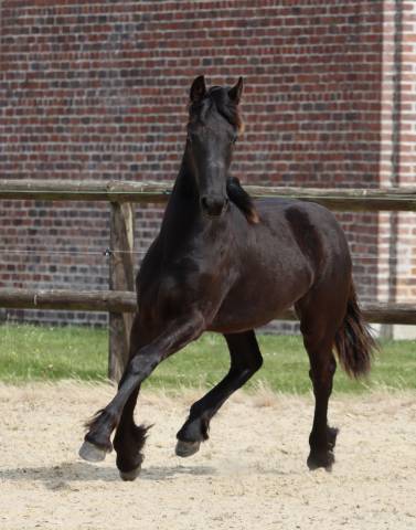 Puledra Frisone In vendita 2025 Nero ,  Kees 531  Stb Sport AAA