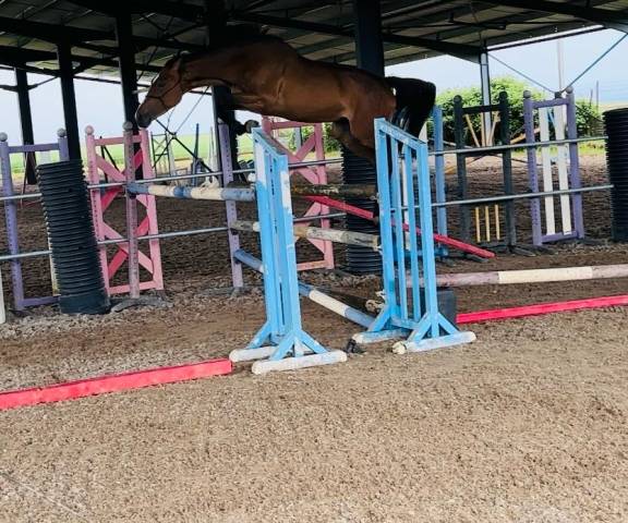 Cavalla Sella Francese In vendita 2021 Baio ,  Starter de la gache