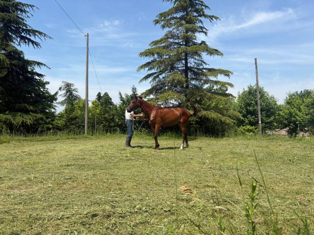 Cavalla di 3 anni