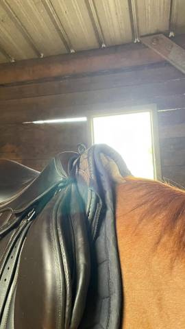 Sella da salto ostacoli Forestier  17.5" - 2024