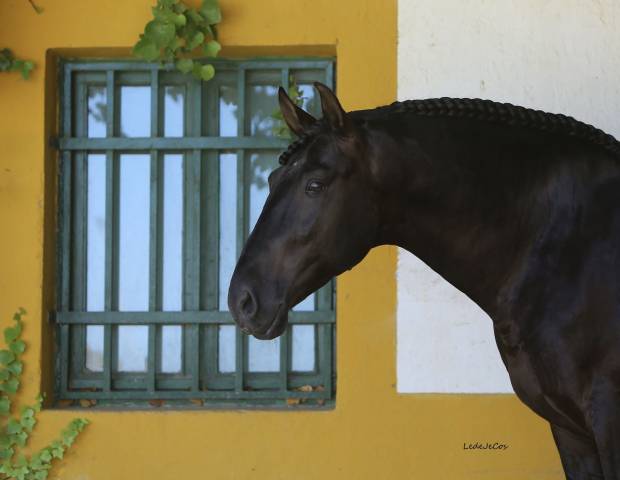 NIVEUS MAZ - PRE Andaluso 2016 ,  SINAPIS