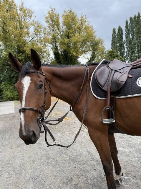 Sella da salto ostacoli Antarès  17" - 2018