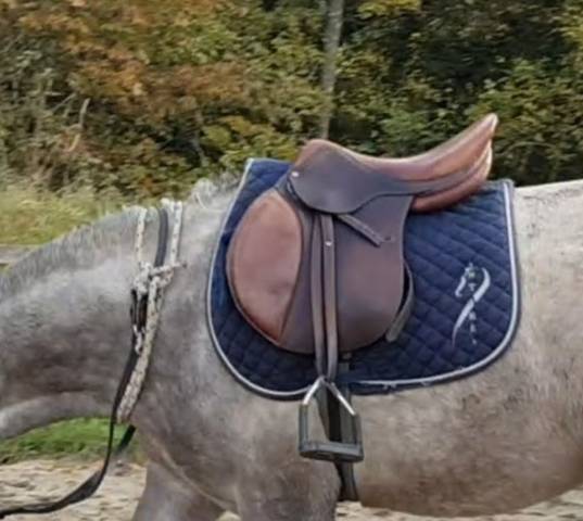 Sella da salto ostacoli Antarès  16.5" - 2011