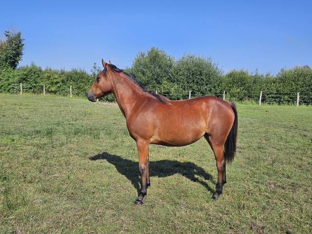 Cavalla New Forest In vendita 2024 Baio ,  L'ancelot du ménage