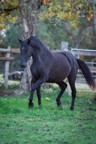 Cavalla PRE Andaluso In vendita 2020 Nero ,  JUNCO XXII