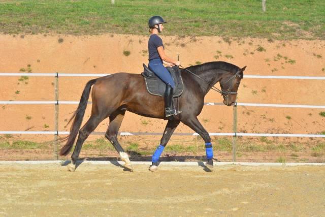 Castrone KWPN Cavallo da Sport Neerlandese In vendita 2018 Baio ,  FLYNN