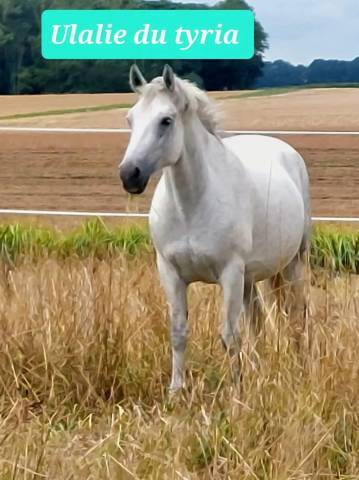 Fattrice Connemara In vendita 2018 Grigio ,  APOLLON PONDY