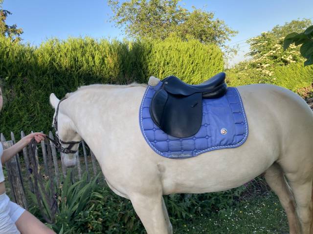 Sella mista John Whitaker  15.5" - 2009