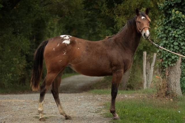 Puledra Appaloosa In vendita 2024 Baio ,  SILVER APACHE JOE