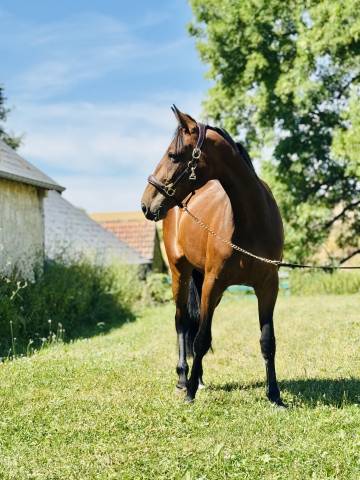 Cavalla Trottatore Francese In vendita 2023 Baio scuro ,  REDEO JOSSELYN