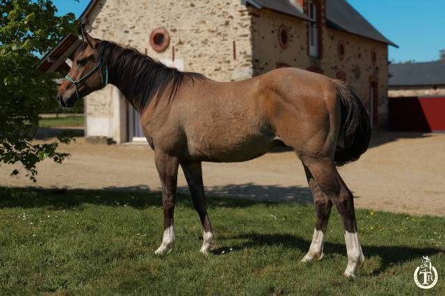 Castrone Quarter Horse In vendita 2023 Dun ,  MAGIC BLACK ANTINORI (Q5342446)