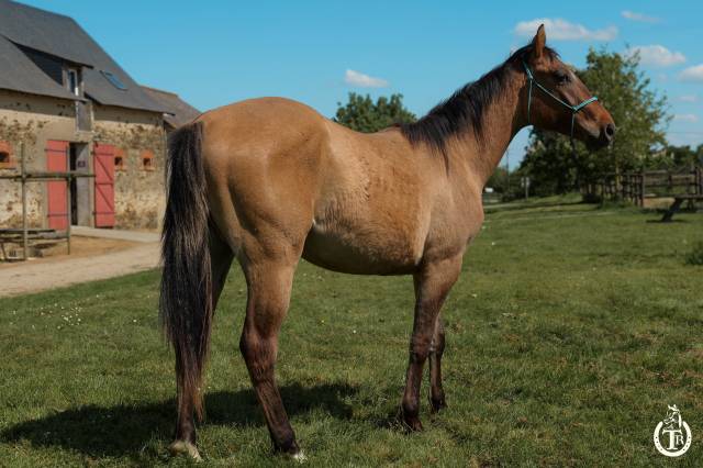 Castrone Paint Horse In vendita 2023 Dun ,  PWS SAWNY STAR (Q5978152)