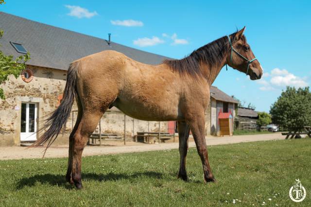 Castrone Quarter Horse In vendita 2023 Dun ,  PWS SAWNY STAR