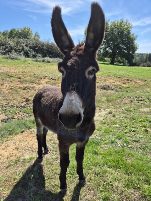 Asno Altre Razze di Asini In vendita 2023 Nero