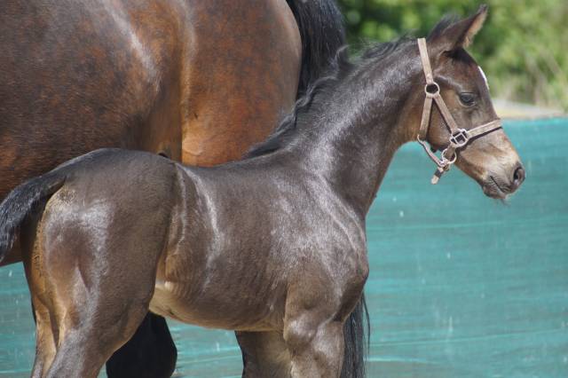 Puledro Sella Francese In vendita 2025 Baio scuro ,  BE SURE