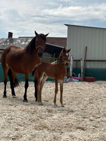 Puledro PFS Pony Francese da Sella In vendita 2025 Baio ,  Kracker Le Courtal