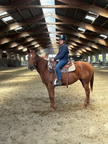 Cavalla Quarter Horse In vendita 2021 Sauro ,  AR ROCK STAR