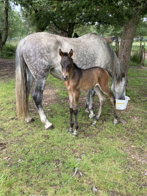 Puledra PRE Andaluso In vendita 2025 Grigio
