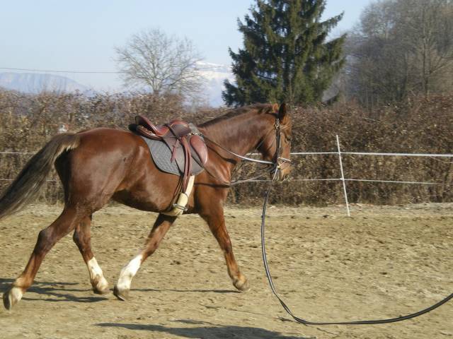 Sella da trekking Henri de Rivel  17.5" - 2020