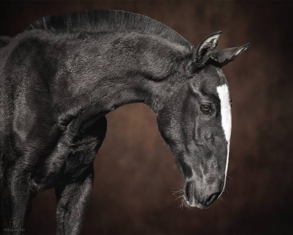 Puledro Lusitano In vendita 2024 Nero ,  Ouro JCL