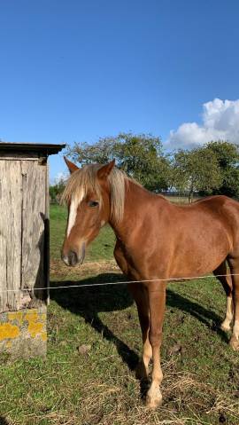 Cavalla PFS Pony Francese da Sella In vendita 2021 Crine lavato
