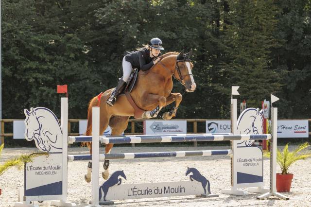 Castrone Sella Francese In vendita 2016 Sauro ,  QUIWI DREAM