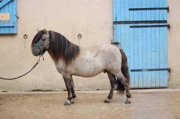 Stallone Shetland In vendita 2019 Souris ,  Artaban des Cles